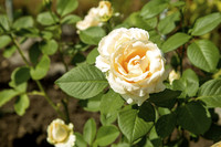 _MG_8641.jpg
