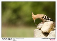 NSO Sample 4.jpg
