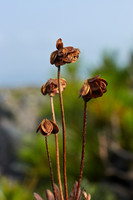 IMGx_07331-1.jpg