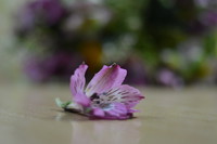 DSC_7443.JPG