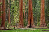 sequoia-national-park-big-trees-trail_51525_600x450.jpg