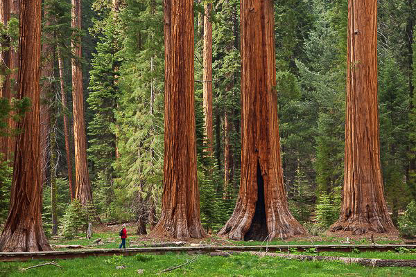 sequoia-national-park-big-trees-trail_51525_600x450.jpg