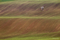 moravia_0251.jpg