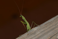 DSC_0356_00001_01.jpg