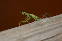 DSC_0358_00001.jpg