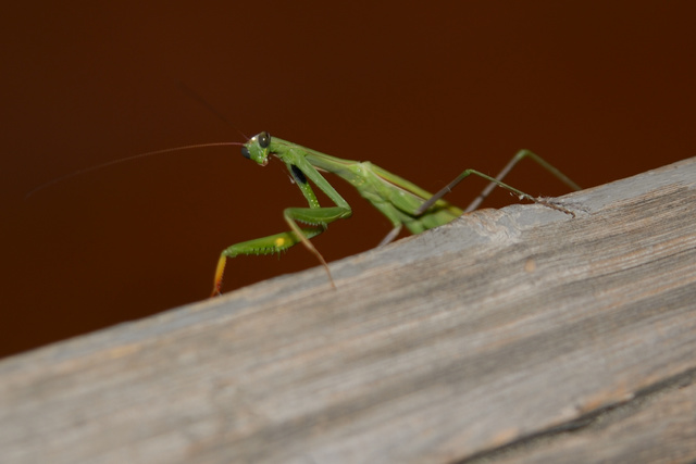 DSC_0358_00001.jpg